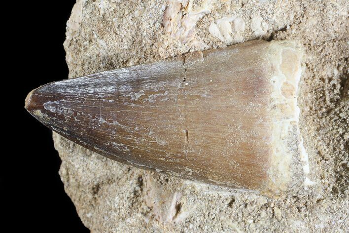 Mosasaur (Prognathodon) Tooth In Rock #70480